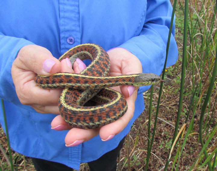 Coast Garter Snake